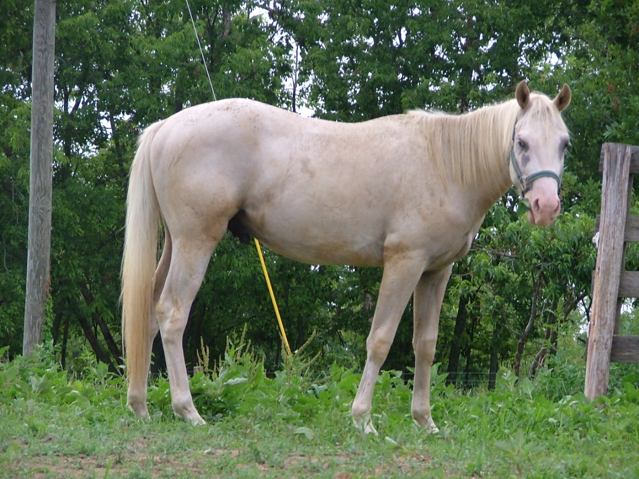2006Spedy2007-07-29001.JPG