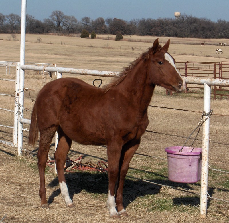 2007Lizzy2008-01-20001clone.jpg