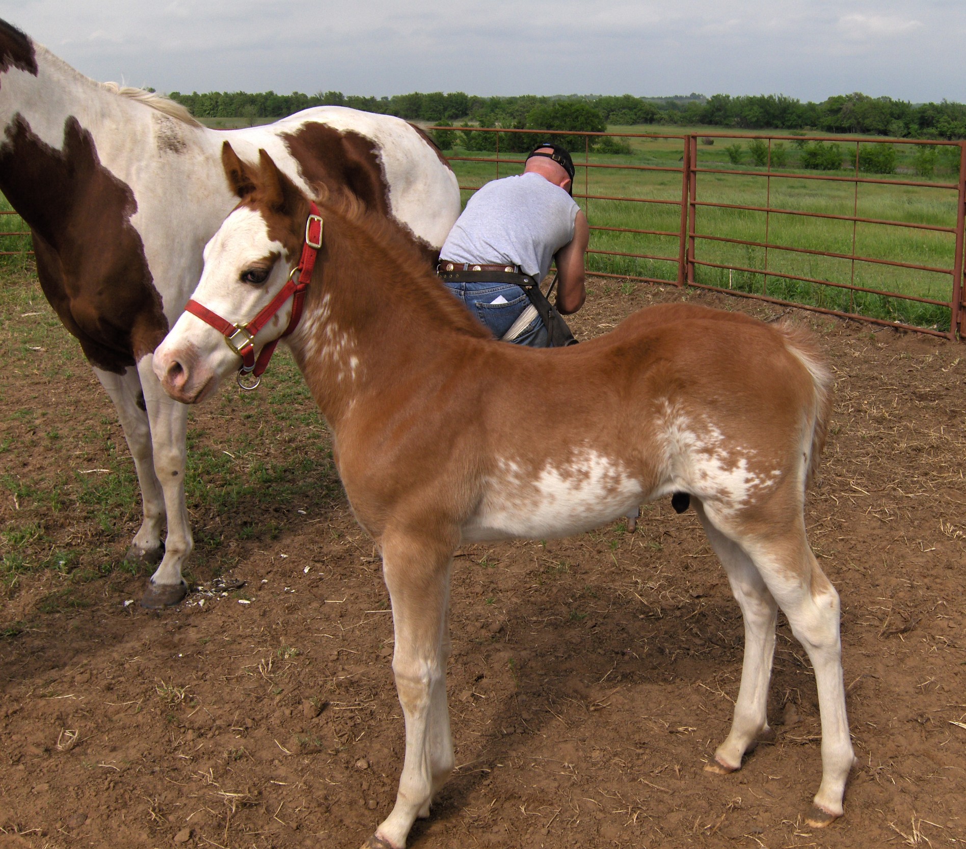 ElainesPicks1056clone.jpg